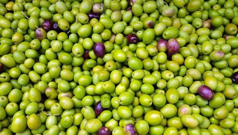 olive