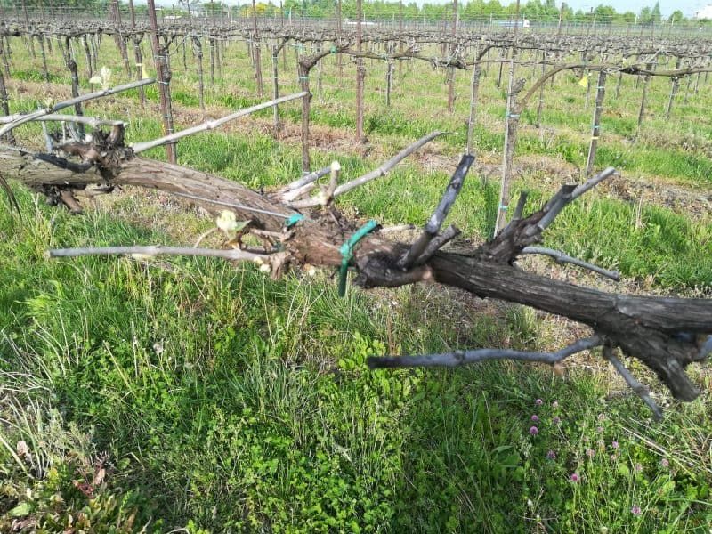 vigneto Salamino